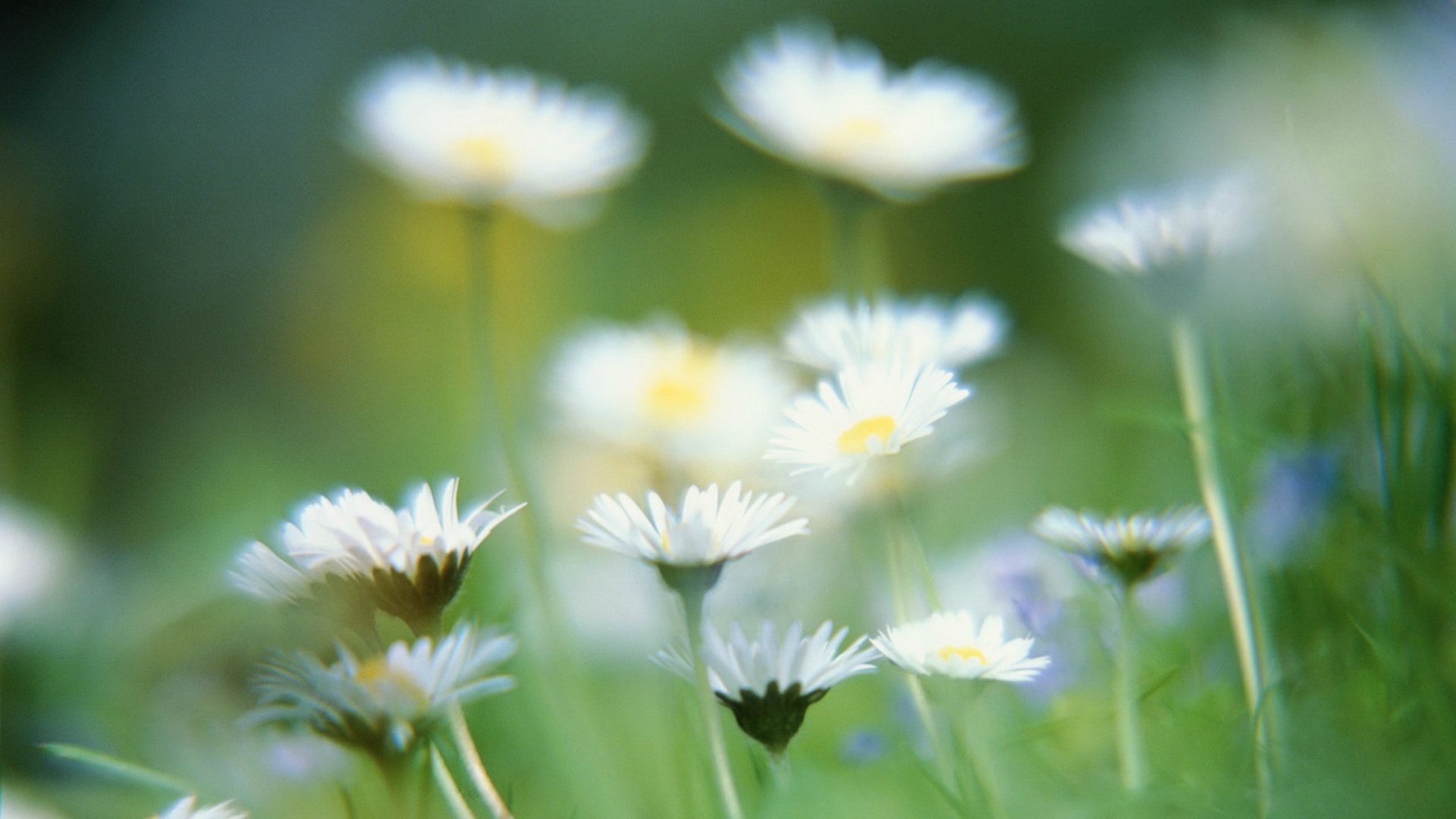 1920 x 1080 HD Wallpapers 3296